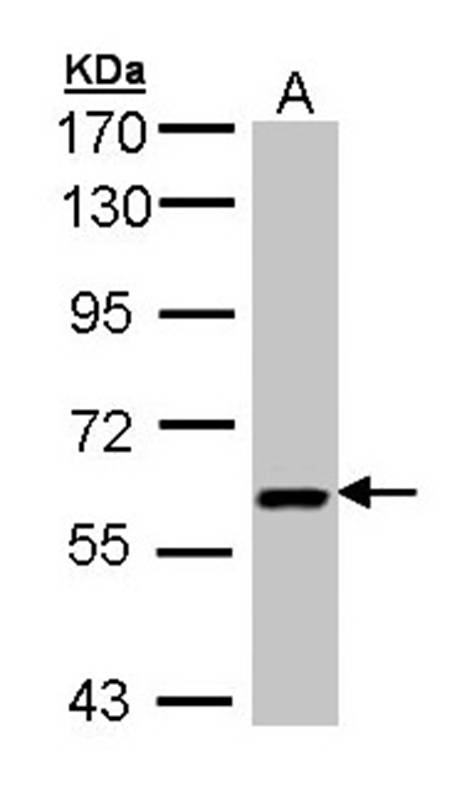 UAP1 antibody