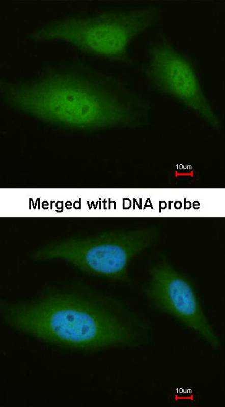 C9orf98 antibody