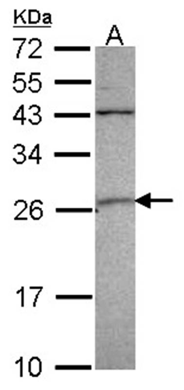 GST A4 antibody
