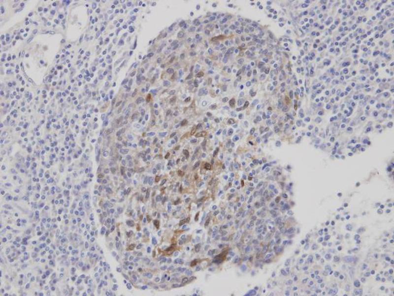 CLCA1 antibody