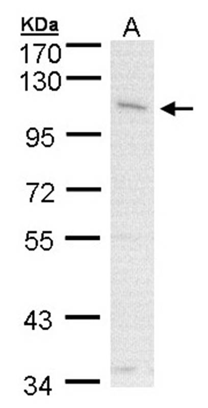 CLCA1 antibody