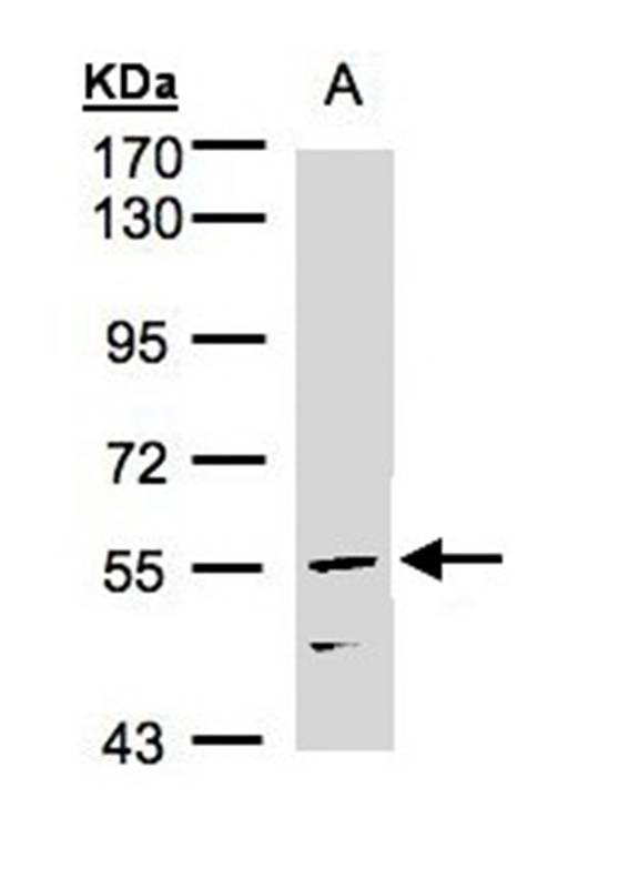 CDCA1 antibody