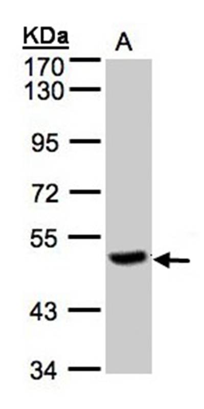 PGCP antibody