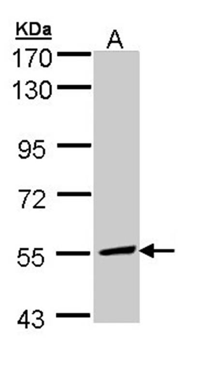 MCD antibody