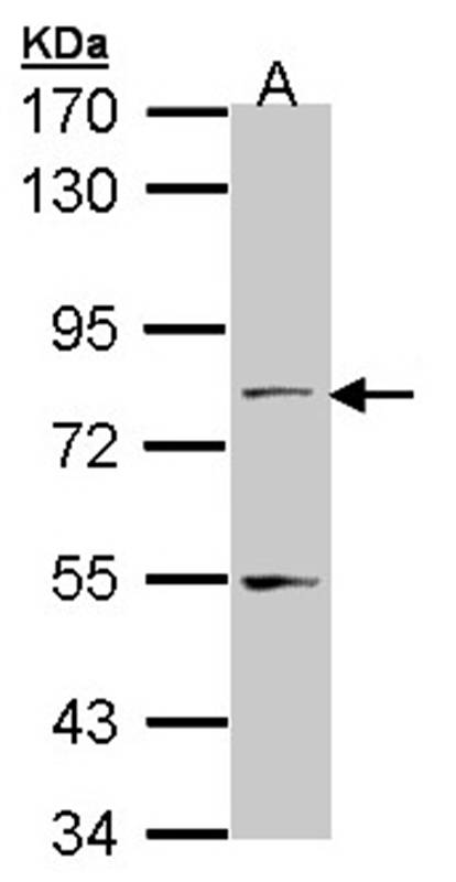 TAP antibody