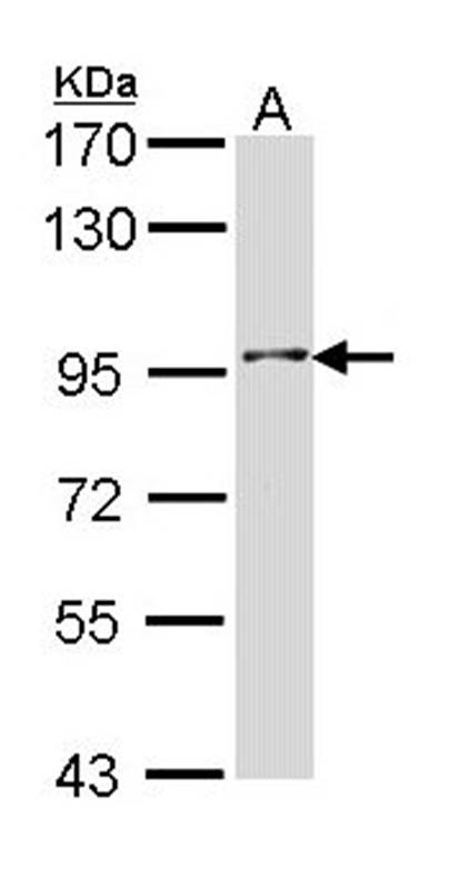 Type II 5-phosphatase antibody