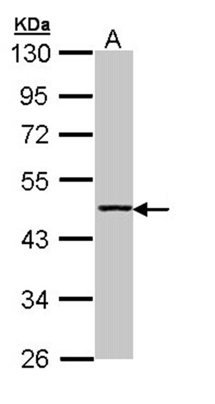 Aminoacylase-1 antibody