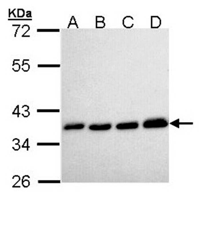 PPA1 antibody