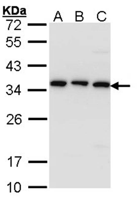 CKAP1 antibody