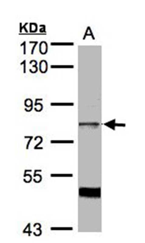 XE7 antibody