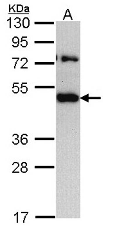 TRAM1 antibody