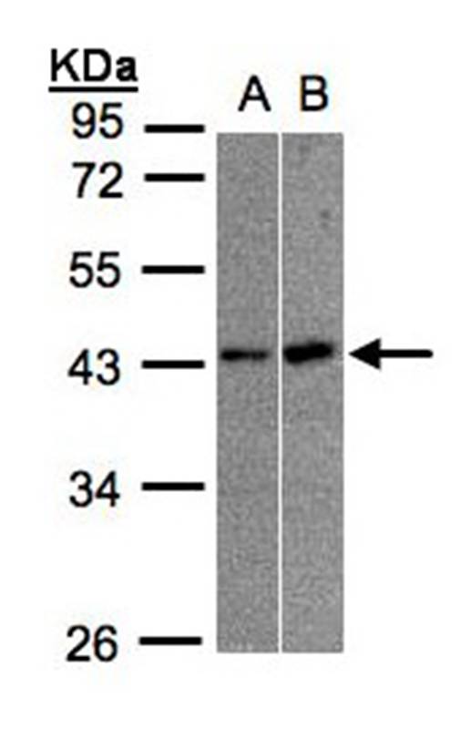 muscleblind-like 3 isoform G antibody