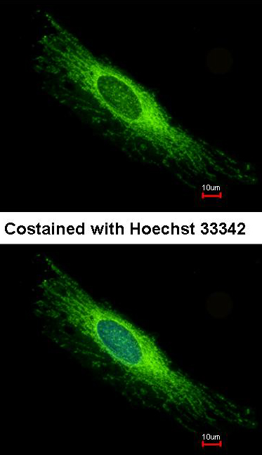 Peroxin 26 antibody