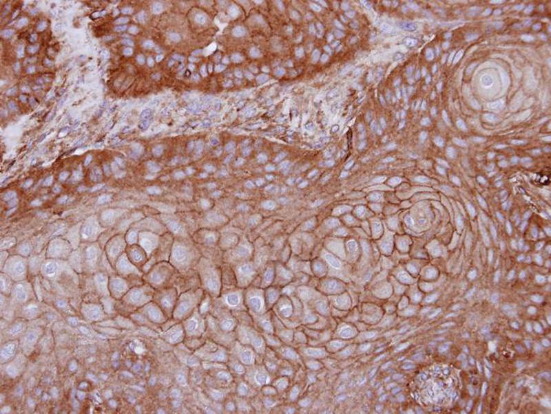 MPP1 antibody