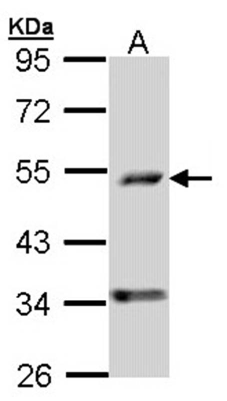 C6orf210 antibody