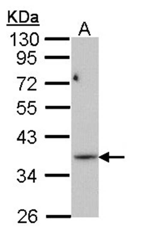 PRPS1L1 antibody