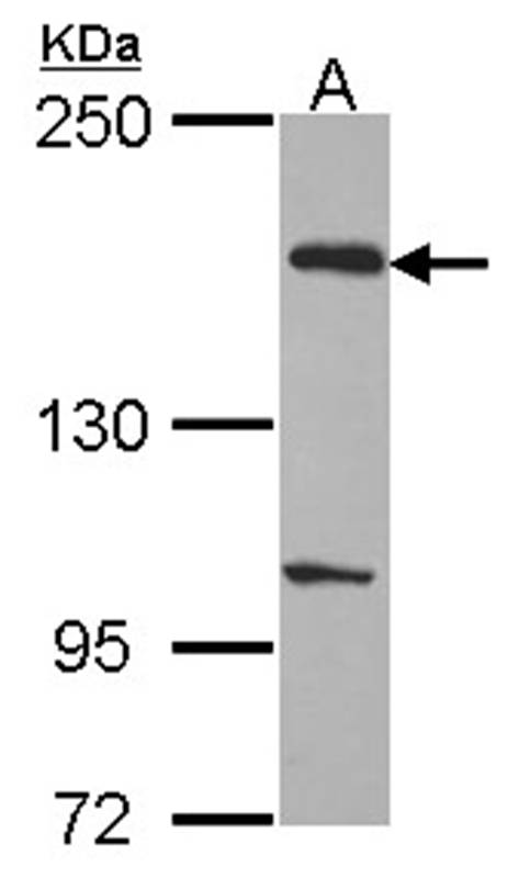 EVC2 antibody
