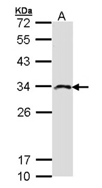IMPA2 antibody