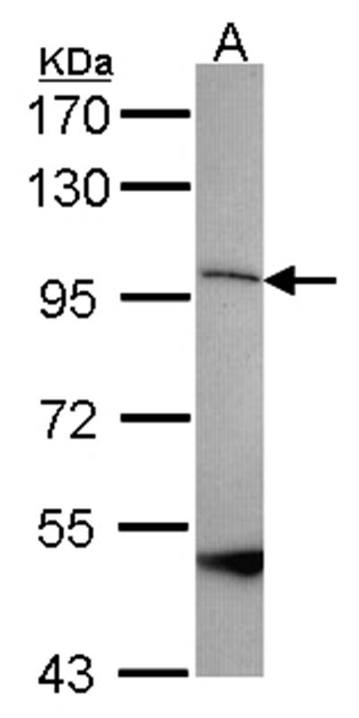 SPG7 antibody