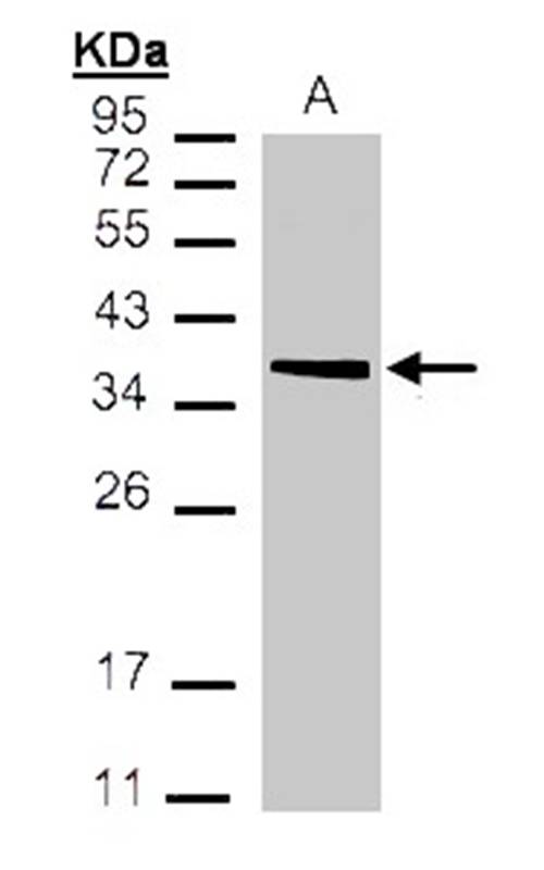 MDH2 antibody
