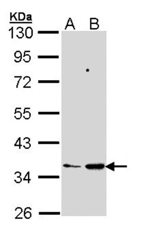 PTGES2 antibody