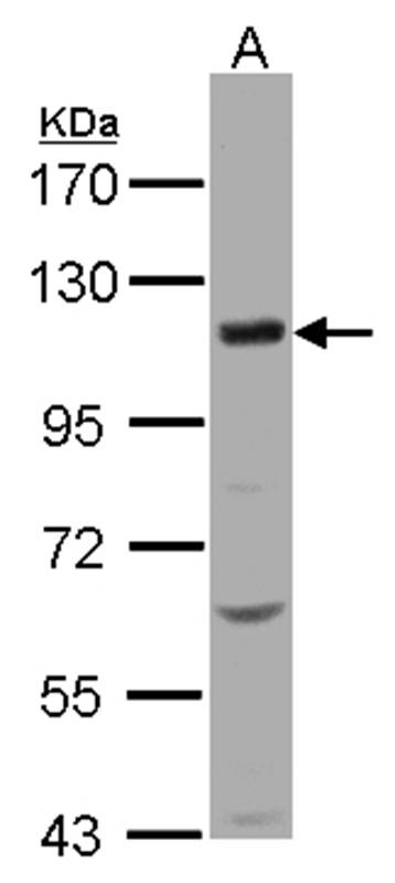 KCC4 antibody