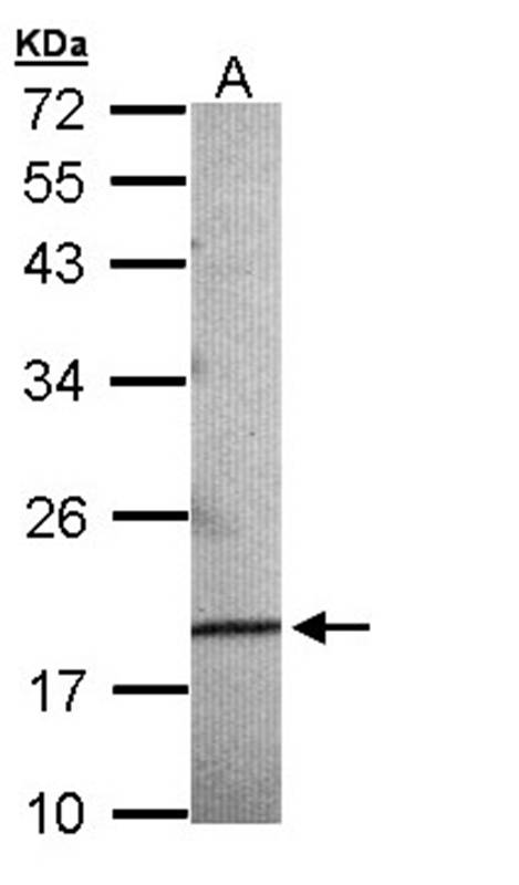 AGR3 antibody