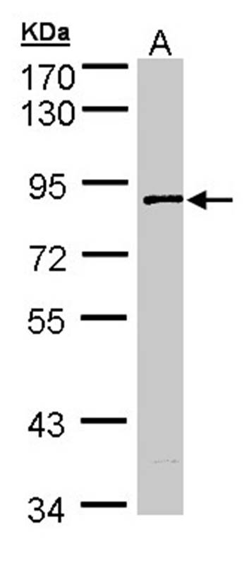 SCY1 like 3 antibody