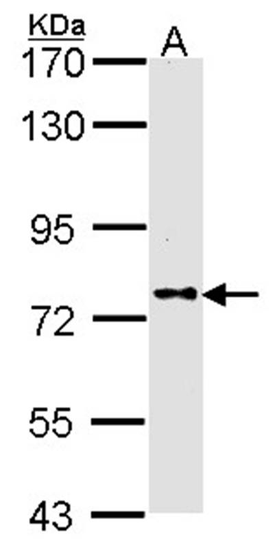 DPRP1 antibody