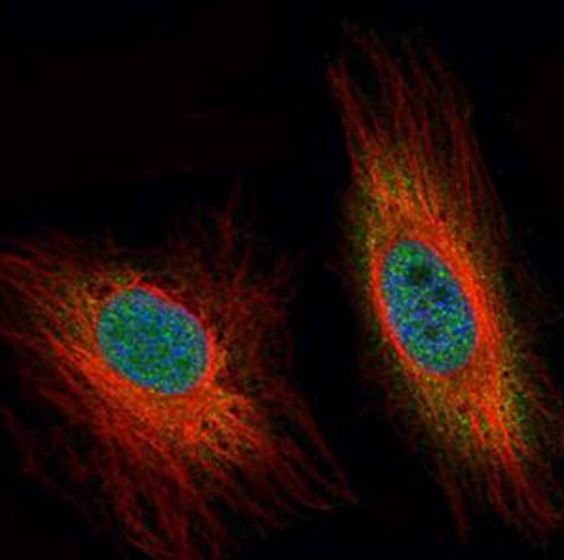 DEDD antibody
