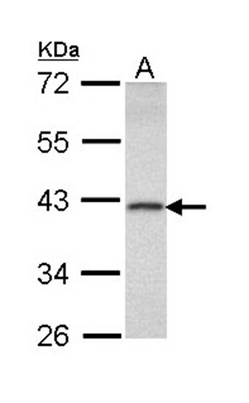 DEDD antibody