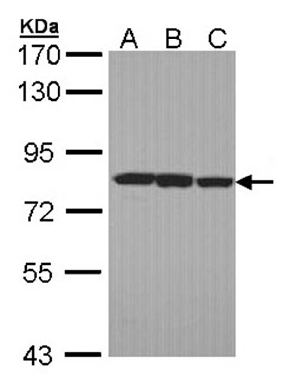 LOXL2 antibody