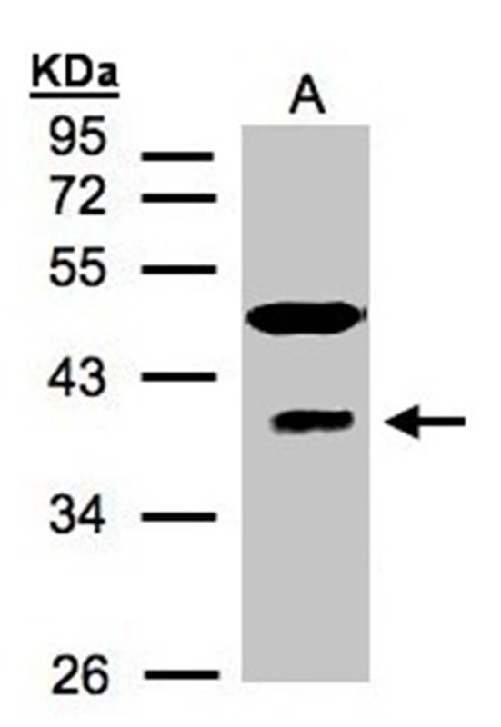 RAE1 antibody