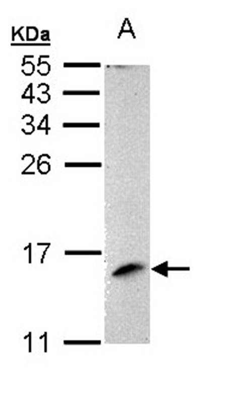 MP1 antibody