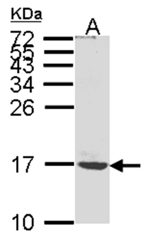 ATP synthase C mature antibody