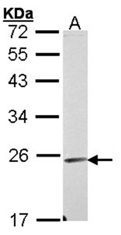 Endomucin antibody