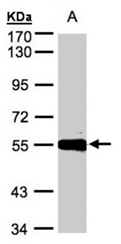 Carboxypeptidase M antibody