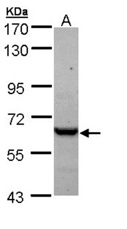 TCP-1 epsilon antibody