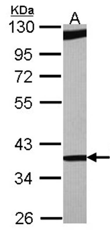 RBM4 antibody