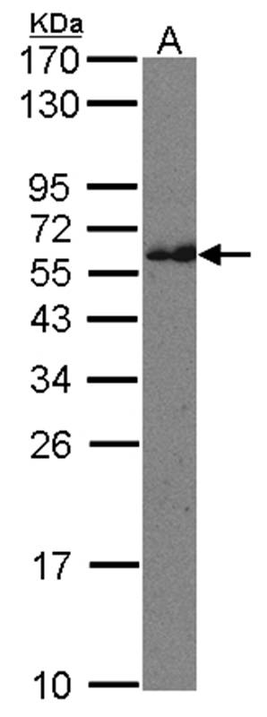 CMG1 antibody
