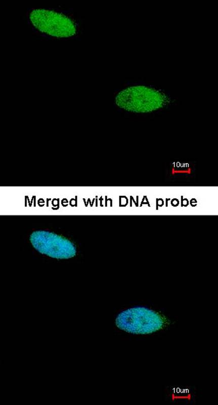 DUSP26 antibody