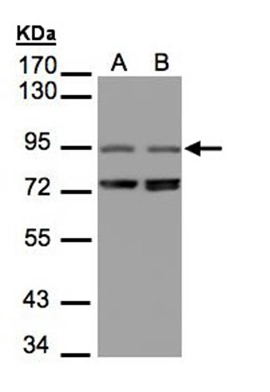 NIR1 antibody