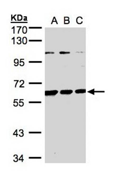 BIVM antibody