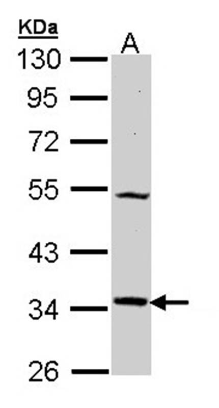 MEL-1A-R antibody
