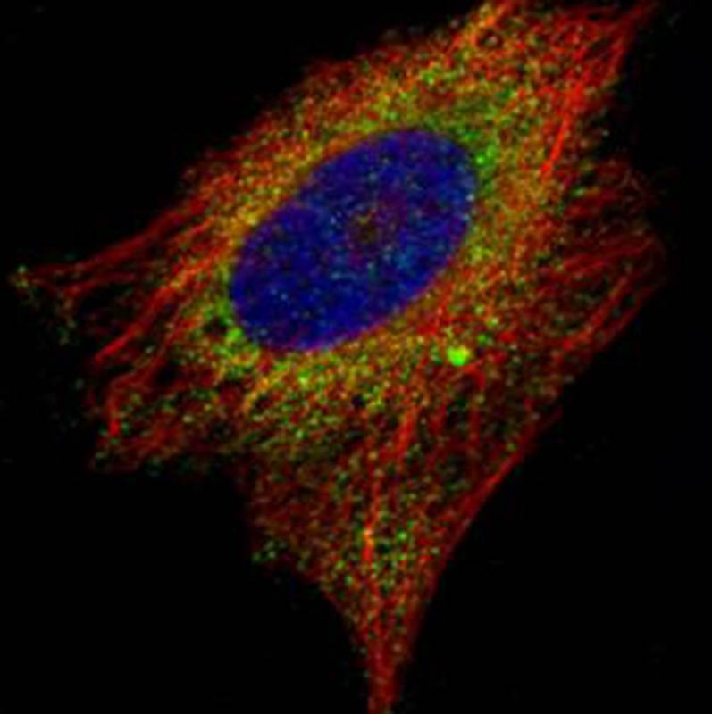 EMAP II antibody