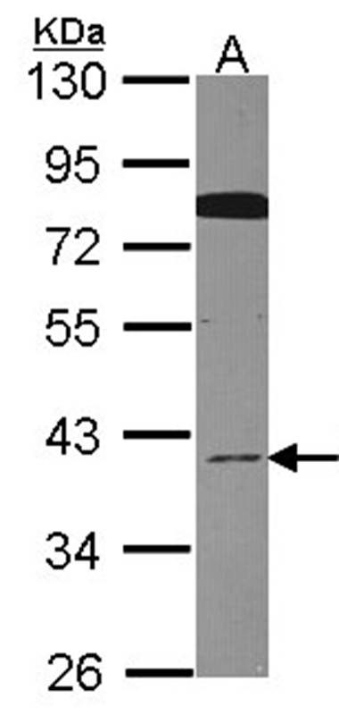 CDC37L1 antibody