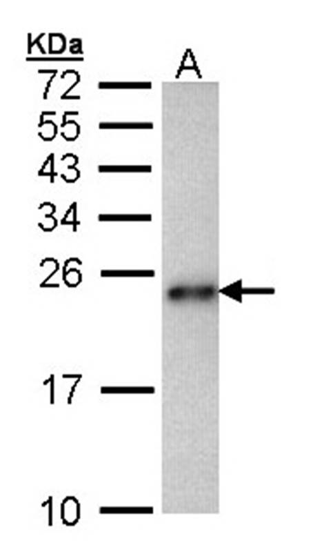 CRHSP-24 antibody