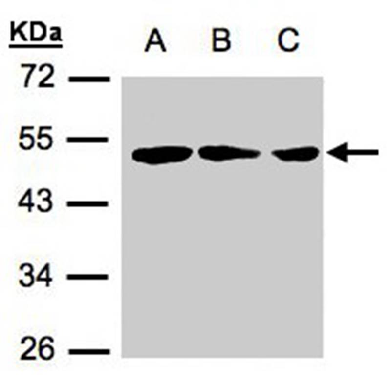BLU antibody