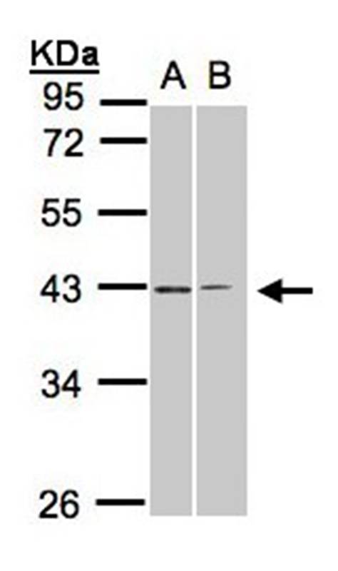 galanin receptor 2 antibody