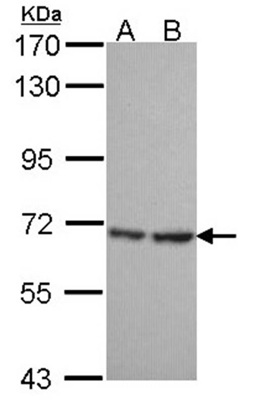 SH3 domain-binding protein 1 antibody
